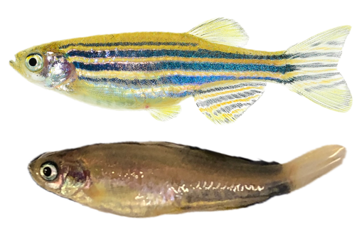 Regular zebrafish with glittering stripes, with a modified zebrafish that is uniform silvery white.