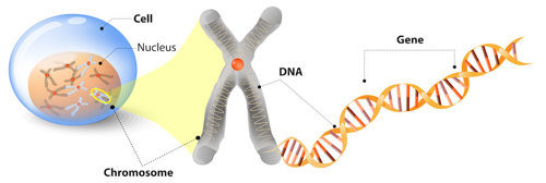 A cell, chromosomes, and DNA.