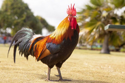 Rooster.