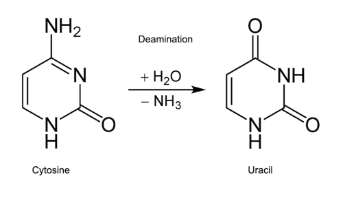 Deamination of cytosine