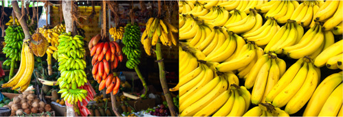 A collection of different varieties of bananas is shown on the left, in contrast with a collection of identical Cavendish bananas on the right.