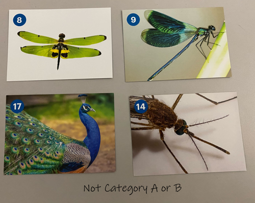 Image of dragonfly peacock and mosquito cards with label Not Category A or B