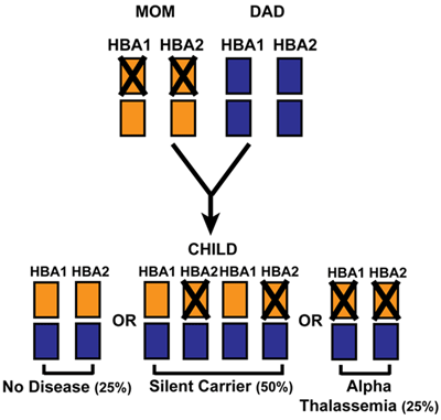 If I Have Alpha Thalassemia Would My Kids Be A Carrier For My Genes   At2a 