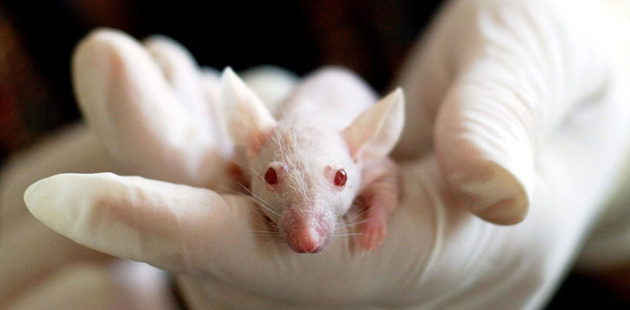 Nude mouse in hand undergoing testing.