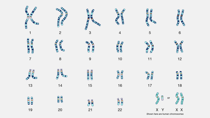 A diagram showing the twenty-three pairs of human chromosomes