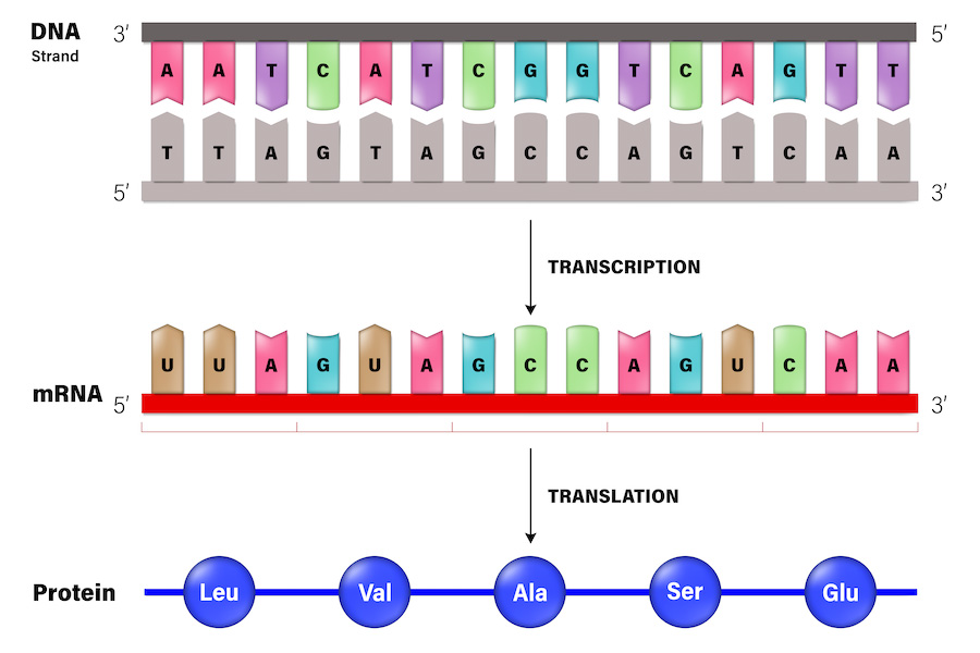 Why does a codon have three letters The Tech Interactive