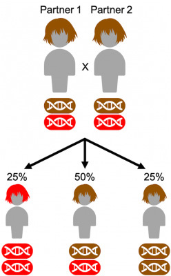 recessive gene for red hair