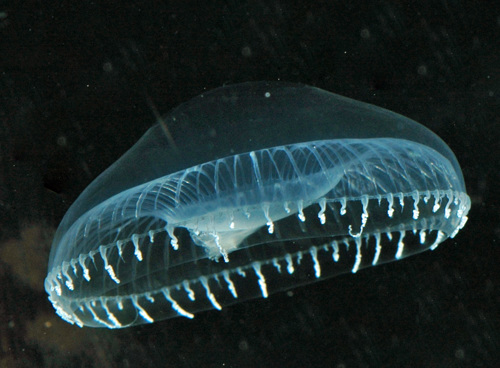 Aequoria victoria jellyfish