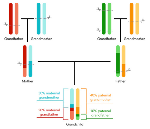 What Is DNA Matching?, 49% OFF