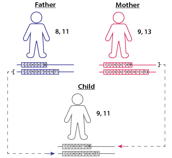 How Do Paternity Tests Work? - The Tech Interactive