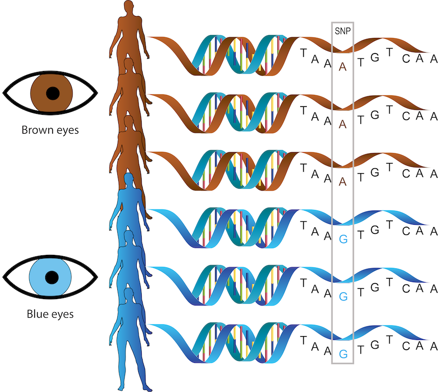 How Could An Eye Color Prediction From A Genetic Test Be Wrong? - The ...