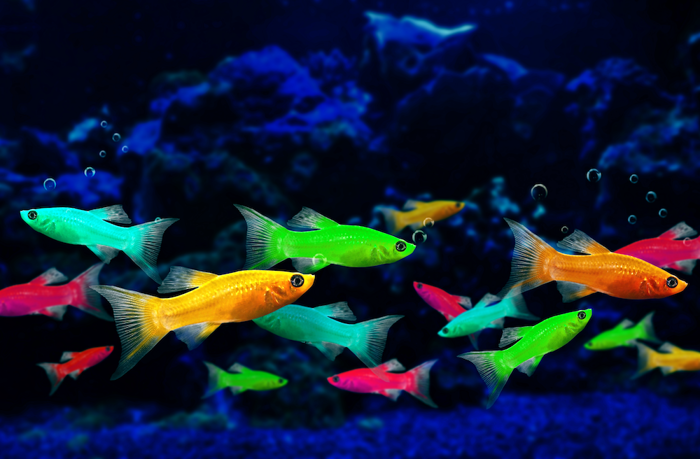 Vibrantly colored fish.
