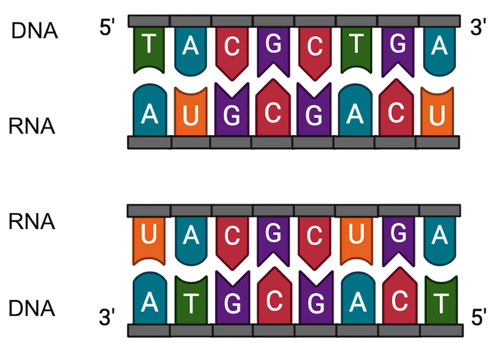 Bottom is the top strand of DNA being transcribed into RNA and the bottom is the bottom strand of DNA being transcribed into RNA.