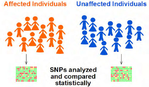 GWAS studies.