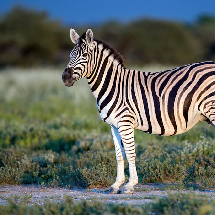 What Color Is a Zebra?
