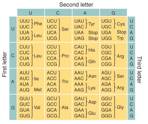 Codon chart.