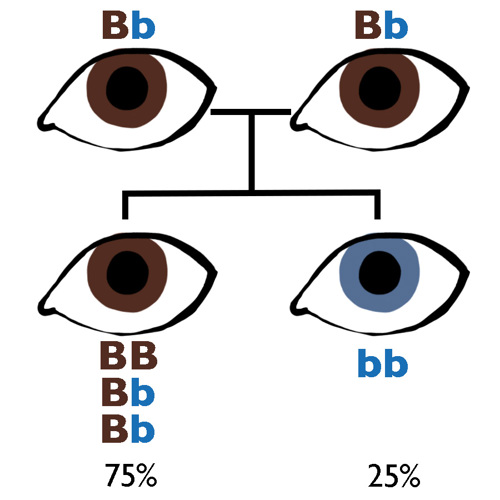 I am an African-American. Why do I have blue eyes? - The Tech Interactive