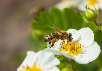 Close-up of Bee on Flowering Plant