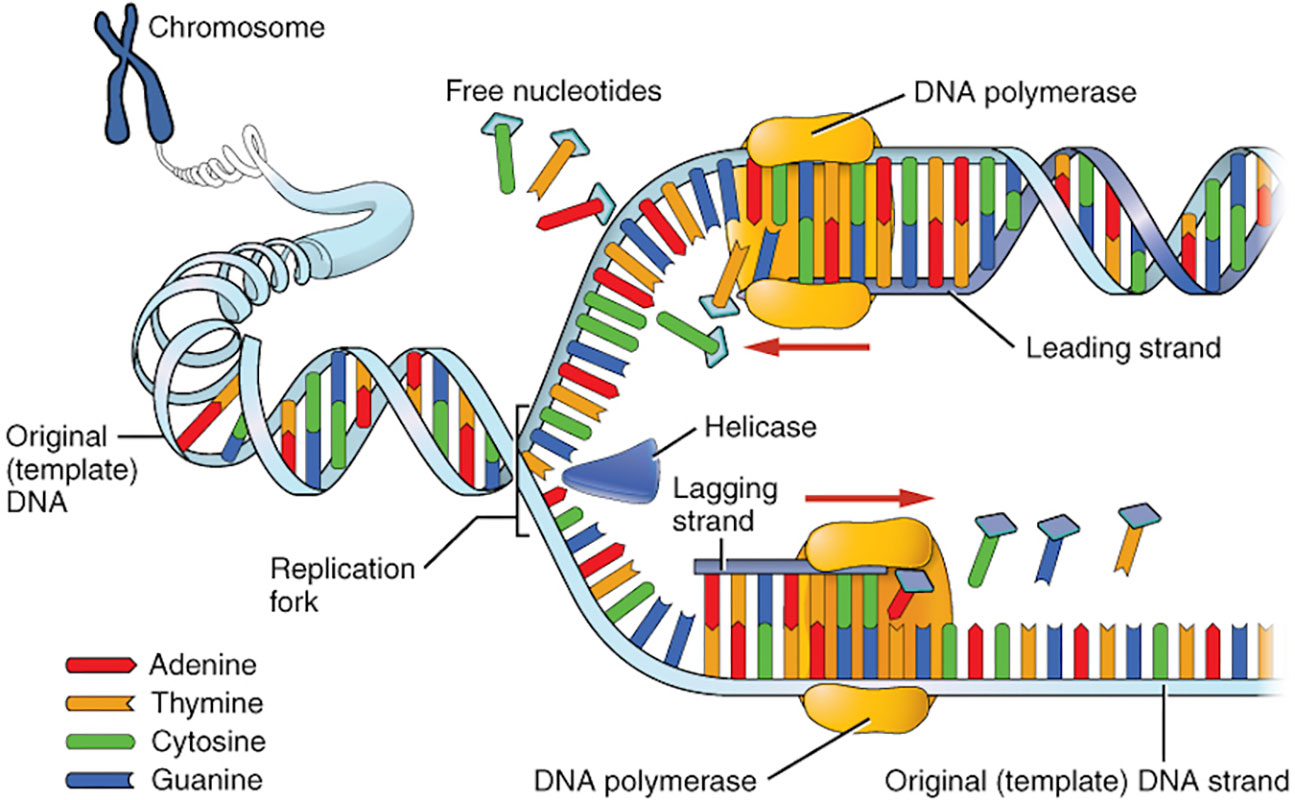 How Does DNA Replication Work