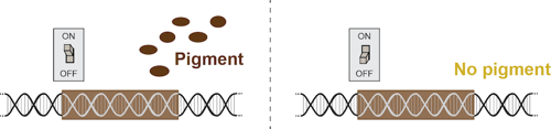 On/off switch for a gene