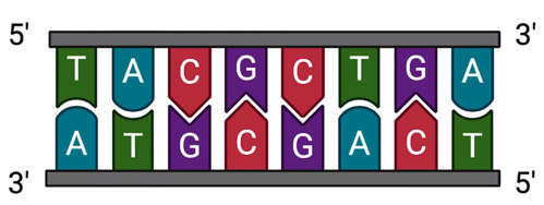 A double stranded DNA with nucleotide bases.