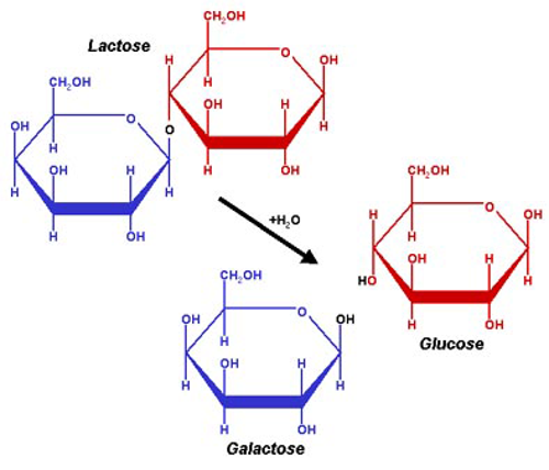 Lactose and galactose chemical structures
