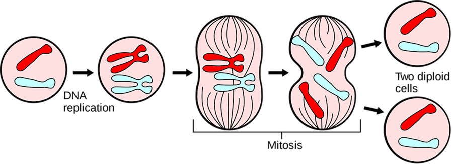 Mitosis.