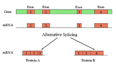 Alternative splicing.