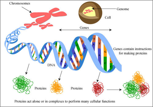 dna chromosomes