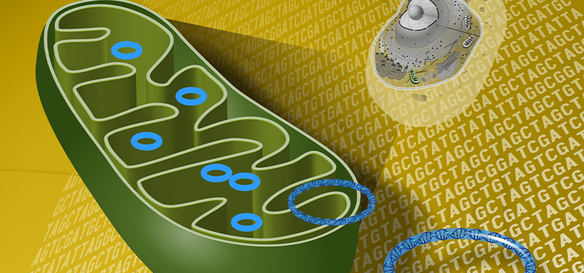 File:Animal mitochondrion diagram gl.svg - Wikimedia Commons