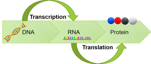 Transcription and translation.