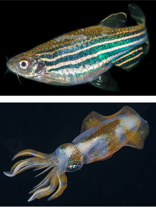 Zebrafish with glittering stripes. Squid with patches of shiny orange.
