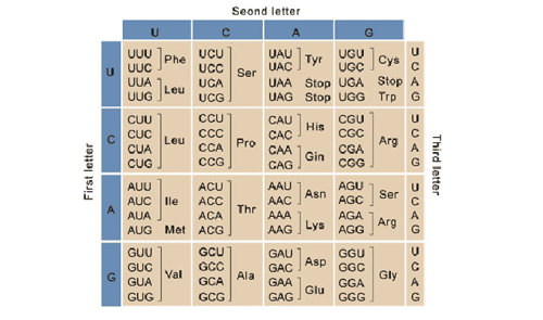 Codon chart.