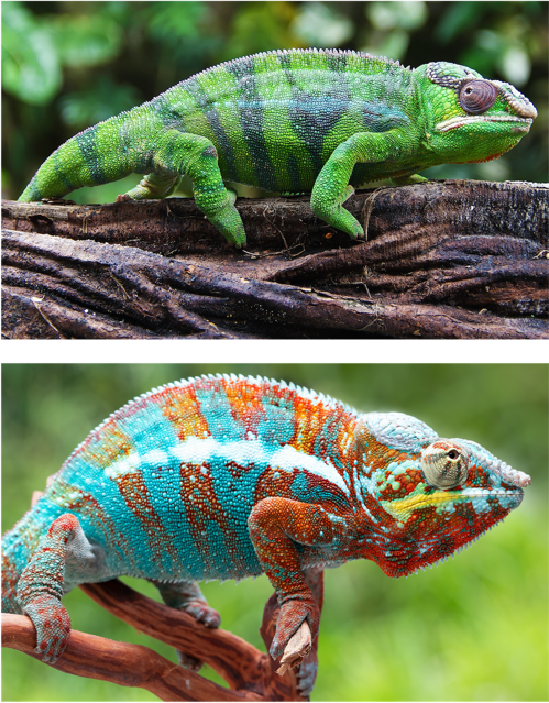 Relaxed chameleon is light green. Excited chameleon has vibrant coloration.