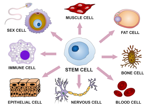 Stem cells