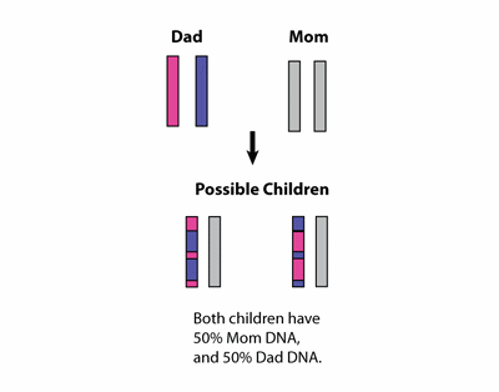Do women share more than 25% DNA with a paternal grandmother? - The Tech  Interactive