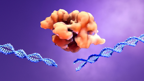 Cas9 cutting DNA.