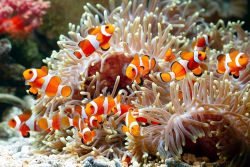 A group of clownfish among sea anemones.