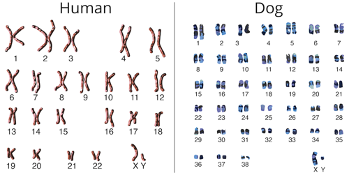 do all dogs have the same number of chromosomes