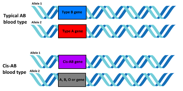 how-does-cis-ab-blood-type-work-the-tech-interactive