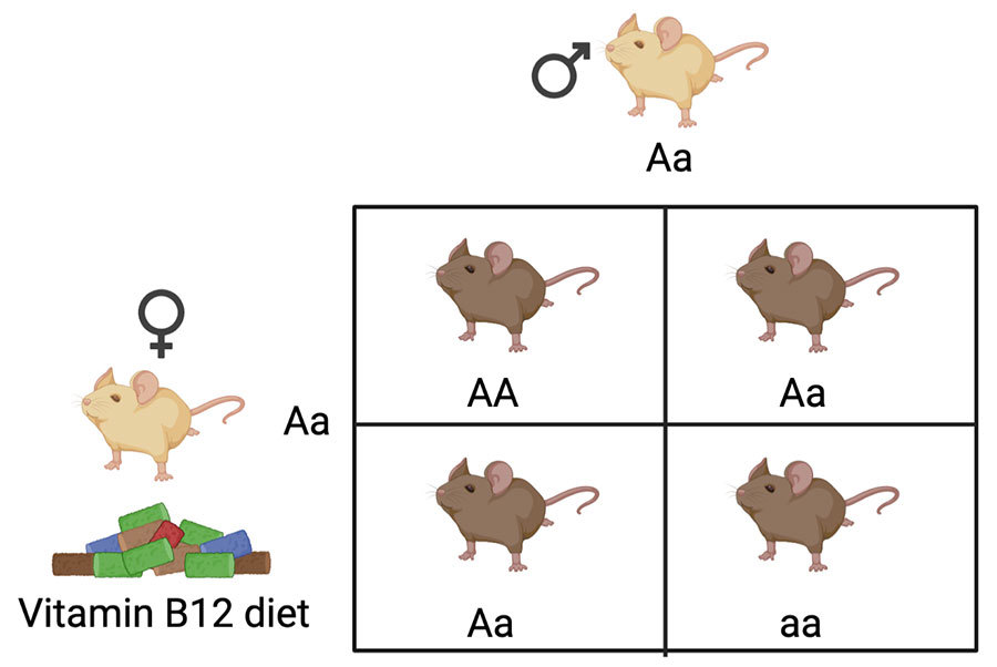 Punnett square.